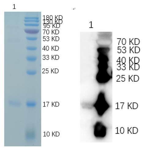 Reducing 12% SDS-PAGE and WB analysis profile of purified Glyco.